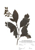 恆春厚殼樹藏品圖，第1張